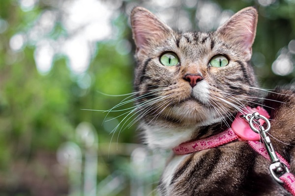 gatto con gli occhi verdi