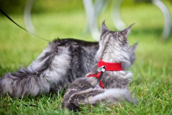 gatti maine coon