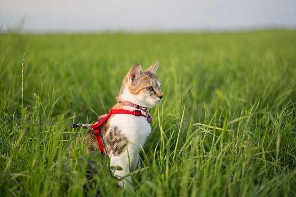 gatto nel prato con il guinzaglio