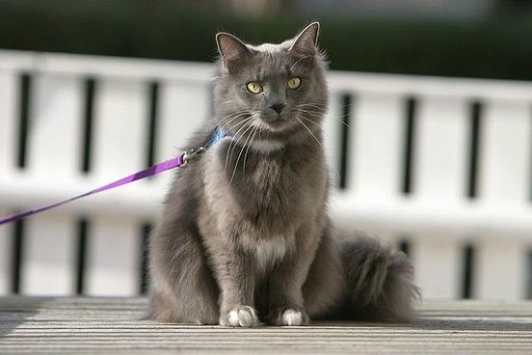 gatto grigio a pelo lungo