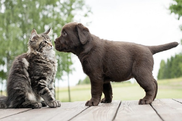 cucciolo di cane conosce gatto