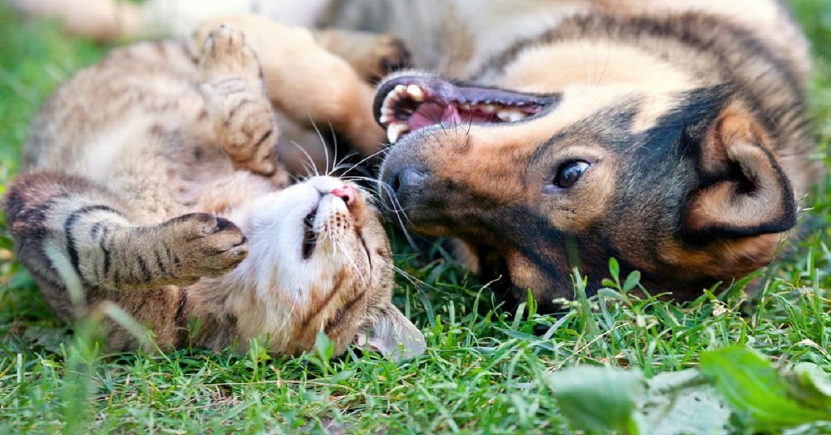 Gatto adulto con cucciolo di cane: la convivenza è possibile oppure no?