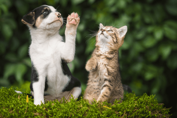 Gatto Adulto Con Cucciolo Di Cane Tutti I Consigli Per Farli Convivere