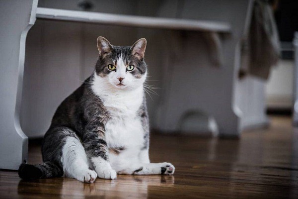 gatto adulto in sovrappeso