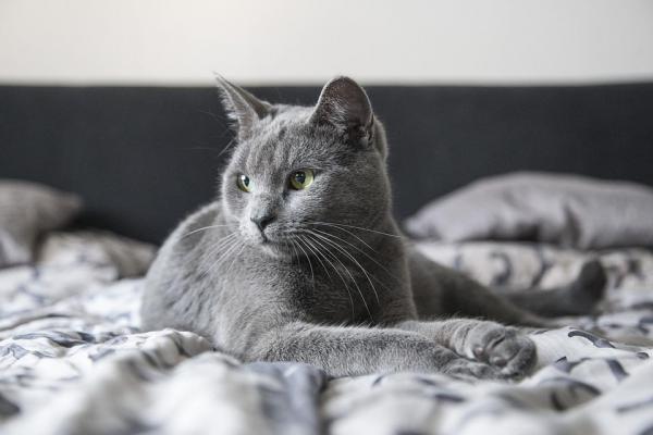 gatto grigio a letto