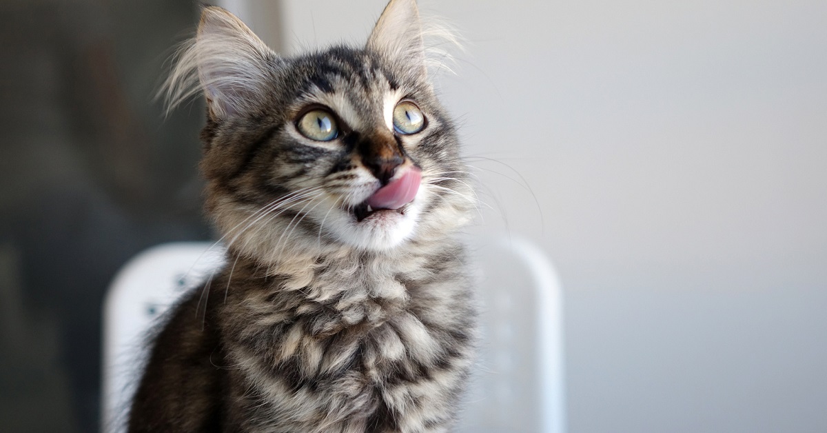 gatto con lingua di fuori
