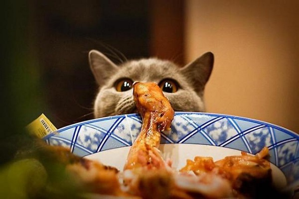 gatto sempre affamato