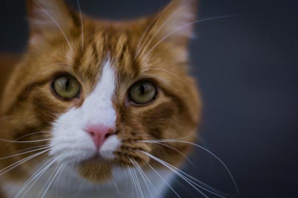 gatto tigrato rosso e bianco