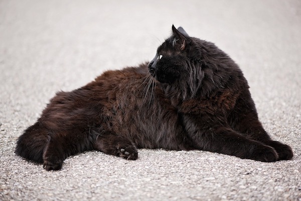 gatto d'angora pelo scuro lucente