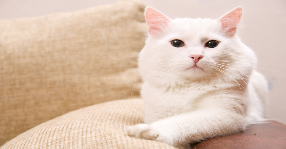 Gatto D’Angora, malattie comuni: quali sono, i sintomi e come prevenirle