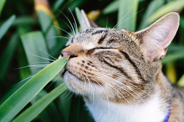 gatto che annusa una pianta