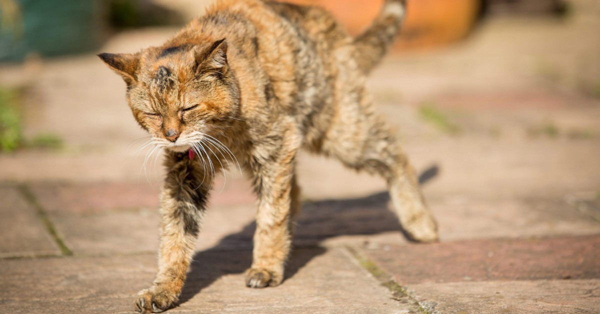 Gatto anziano magro: come farlo ingrassare un po’ e cosa può significare