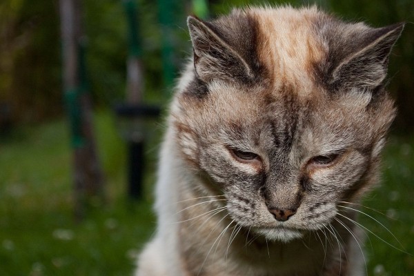 gatto stressato