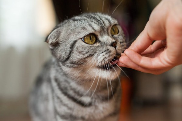 gatto mangia uno snack