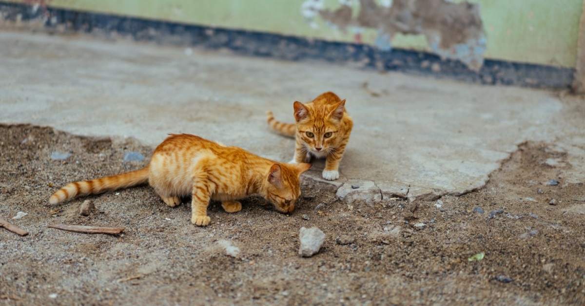 Gatto avvelenato, dopo quanto tempo può morire?