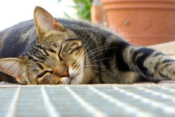 gatto in dormiveglia