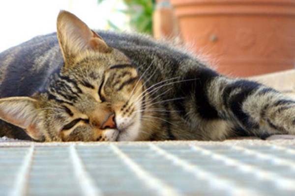 gatto in dormiveglia