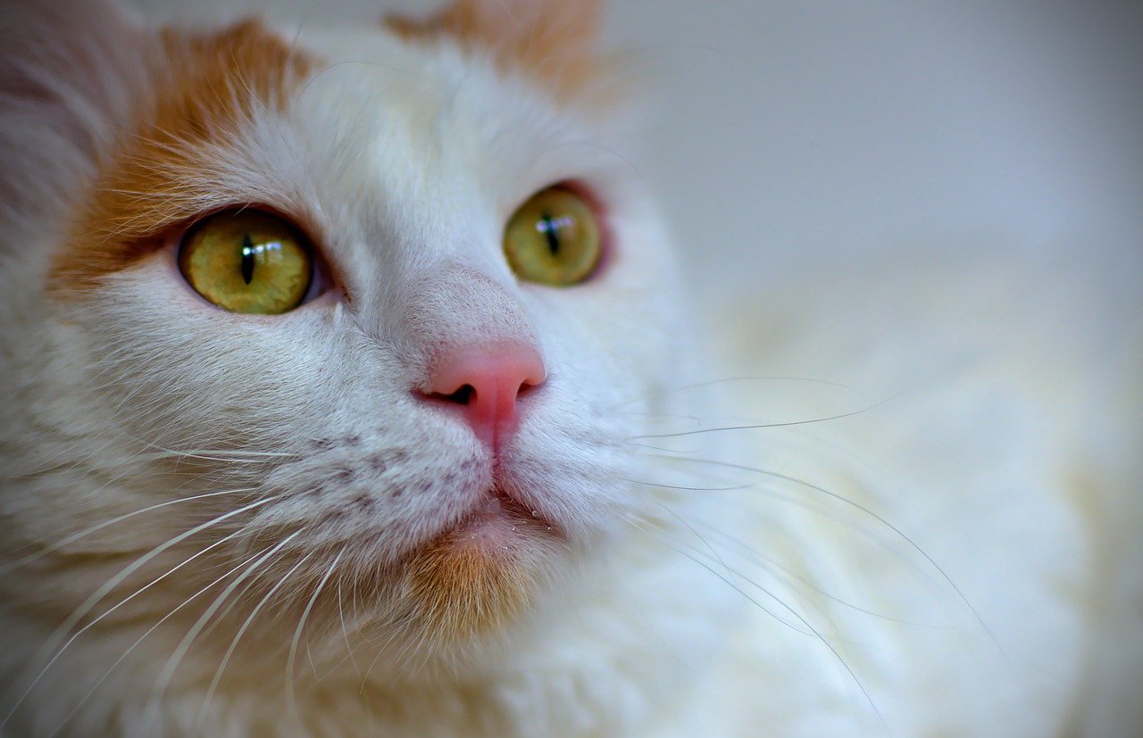 gatto d'angora con gli occhi dolci