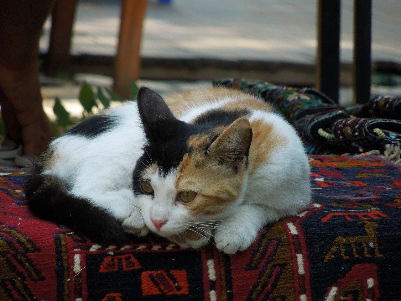 gatto d'angora si rilassa 