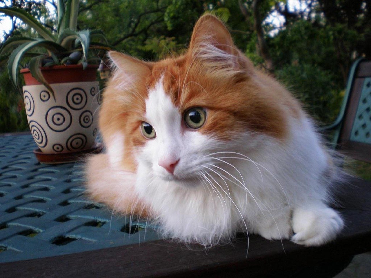 gatto dal pelo di molti colori