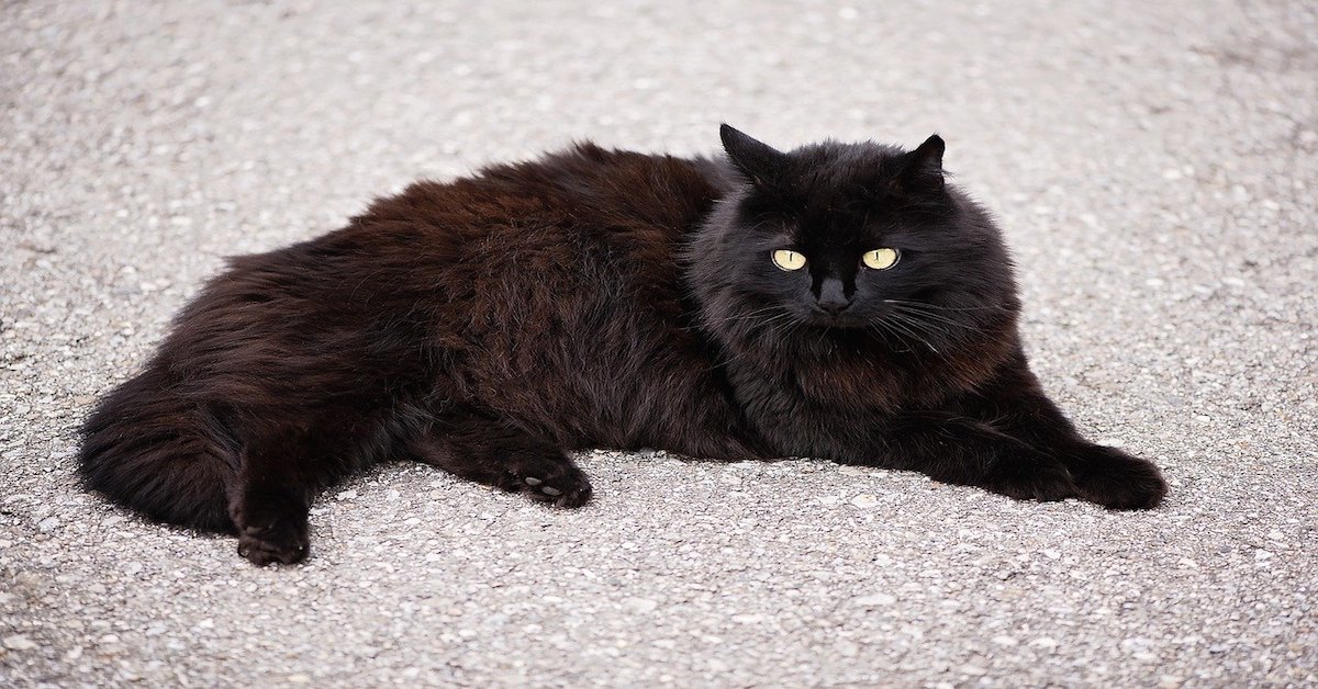 Gatto d’Angora e gatto Persiano: quali sono le differenze tra loro?