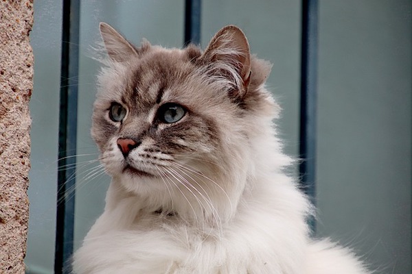 gatto d'angora concentrato