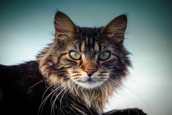 maine coon con occhi grandi