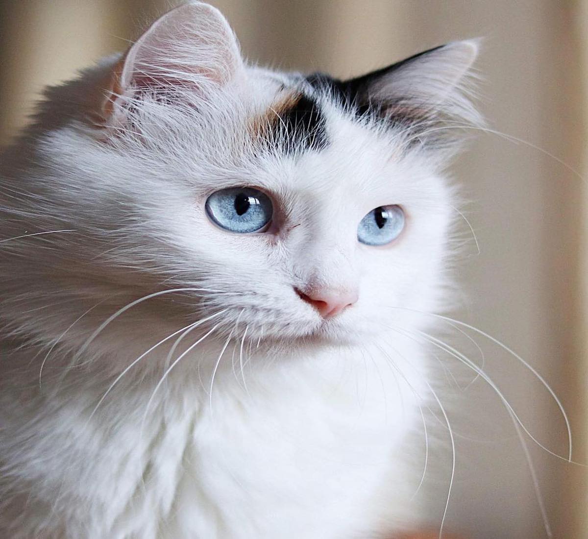 gatto turco occhi belli