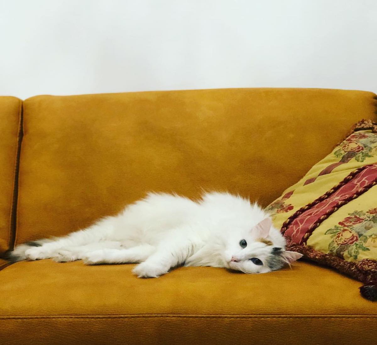 gatto d'angora si sdraia sul divano