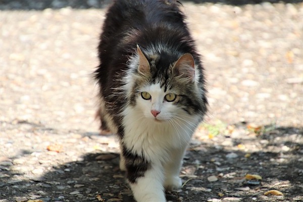 gatto d'angora cosa sapere sul manto