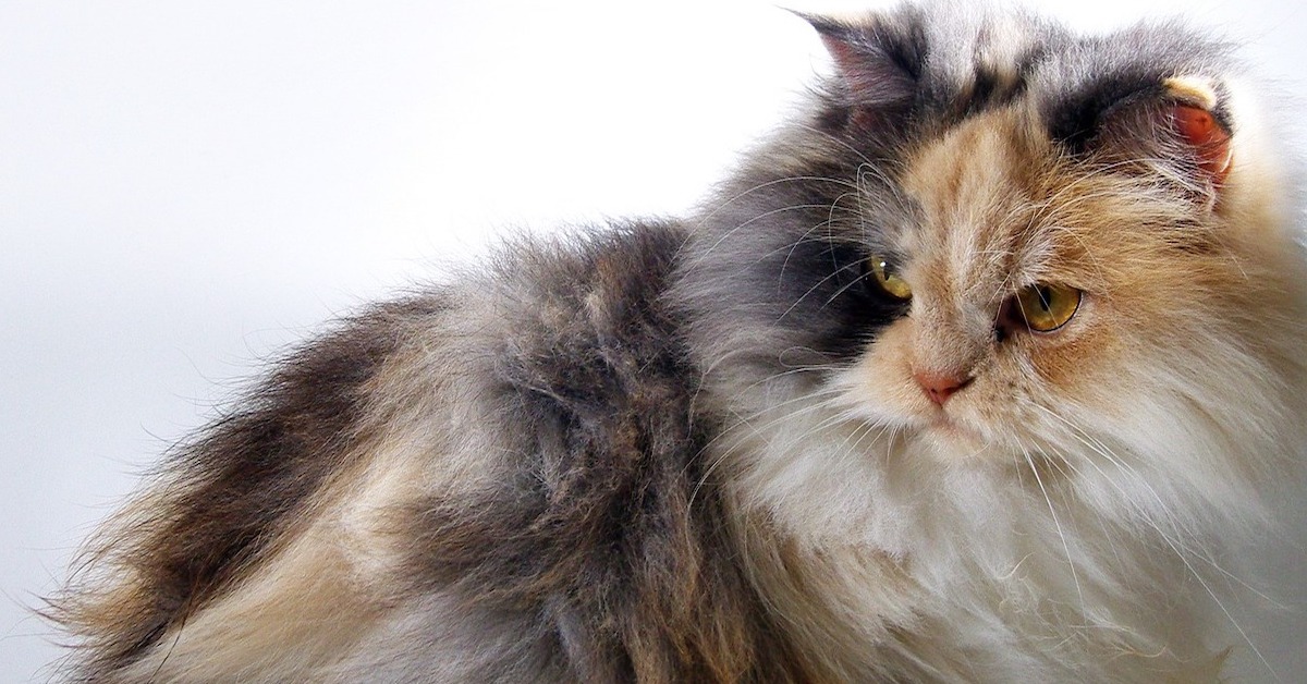 Gatto d’Angora, consigli e accessori per una toelettatura perfetta