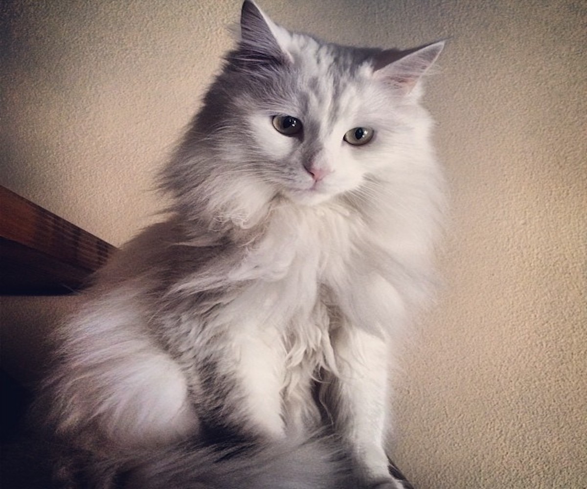 gatto d'angora fiero di sé