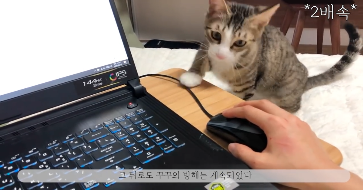 Gatto disturba il suo padrone mentre lavora (VIDEO)