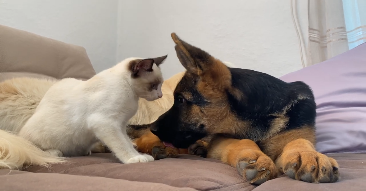 Gatto gioca con un Pastore tedesco, grande amico e fratello (VIDEO)