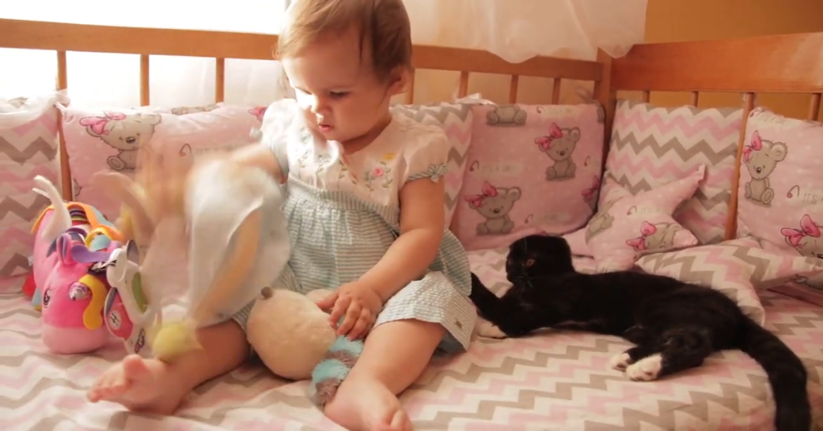Un bellissimo gattino gioca con una bambina (VIDEO)