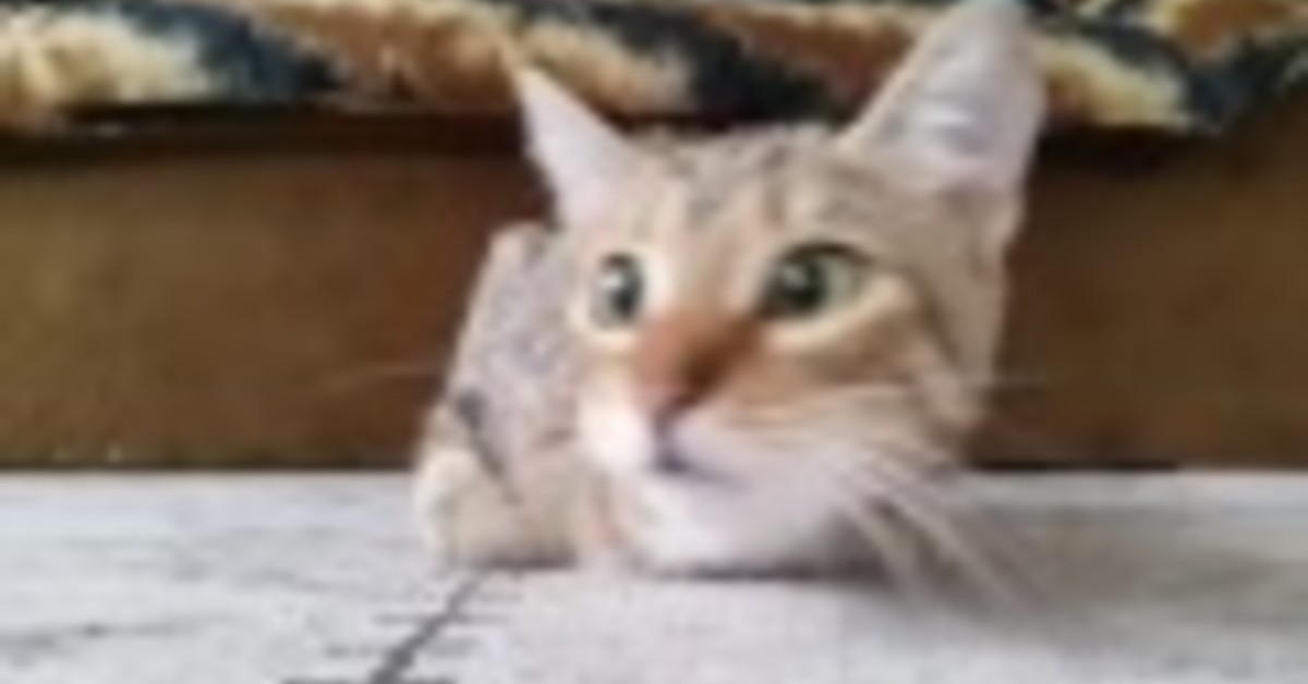 Gatto guarda un film horror e fa facce buffe (VIDEO)