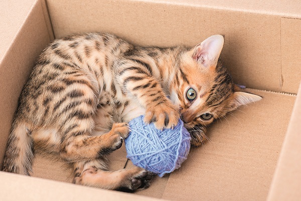 gatto che gioca con gomitolo