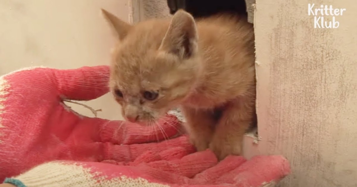 Gatto intrappolato in un muro viene salvato (VIDEO)