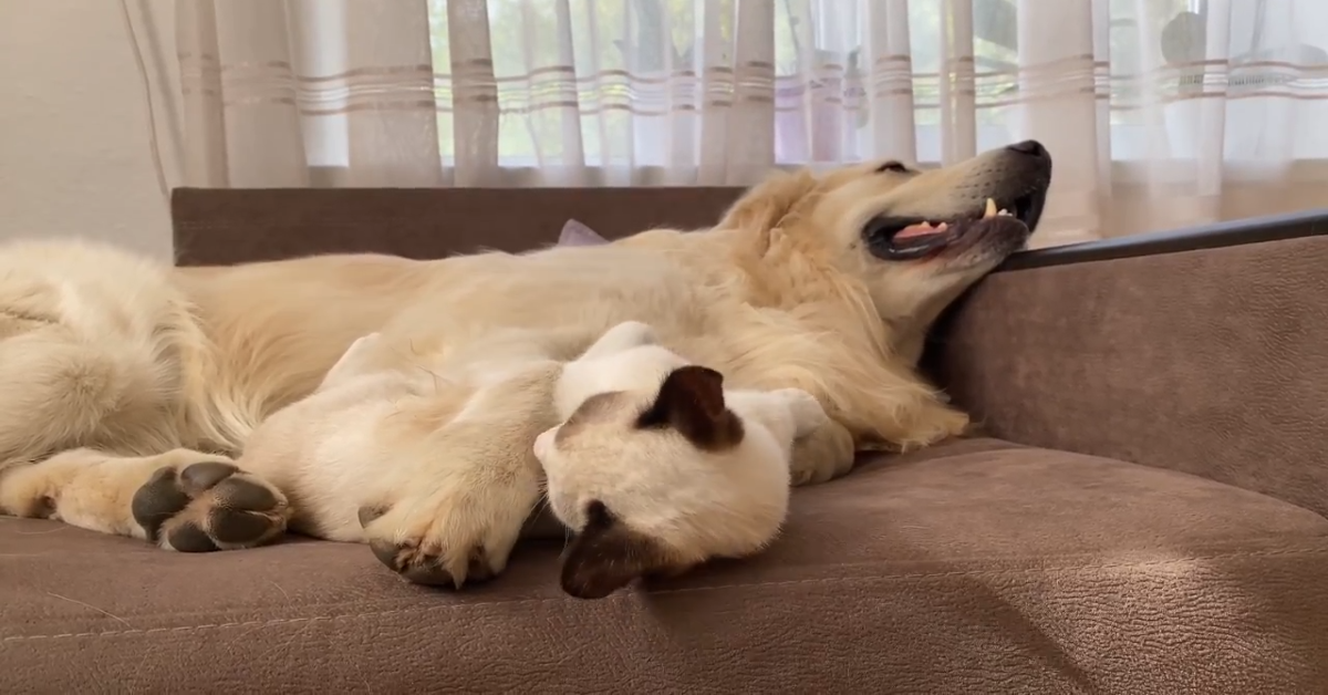 Gatto lava il Golden Retriever, il suo fratellone (VIDEO)