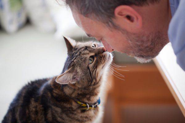 gatto che bacia il naso del suo padrone