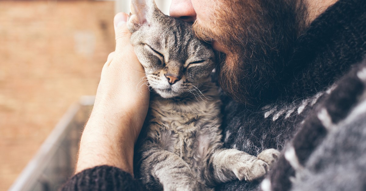 Gatto morto, cosa fare: cosa dice la legge e come comportarsi