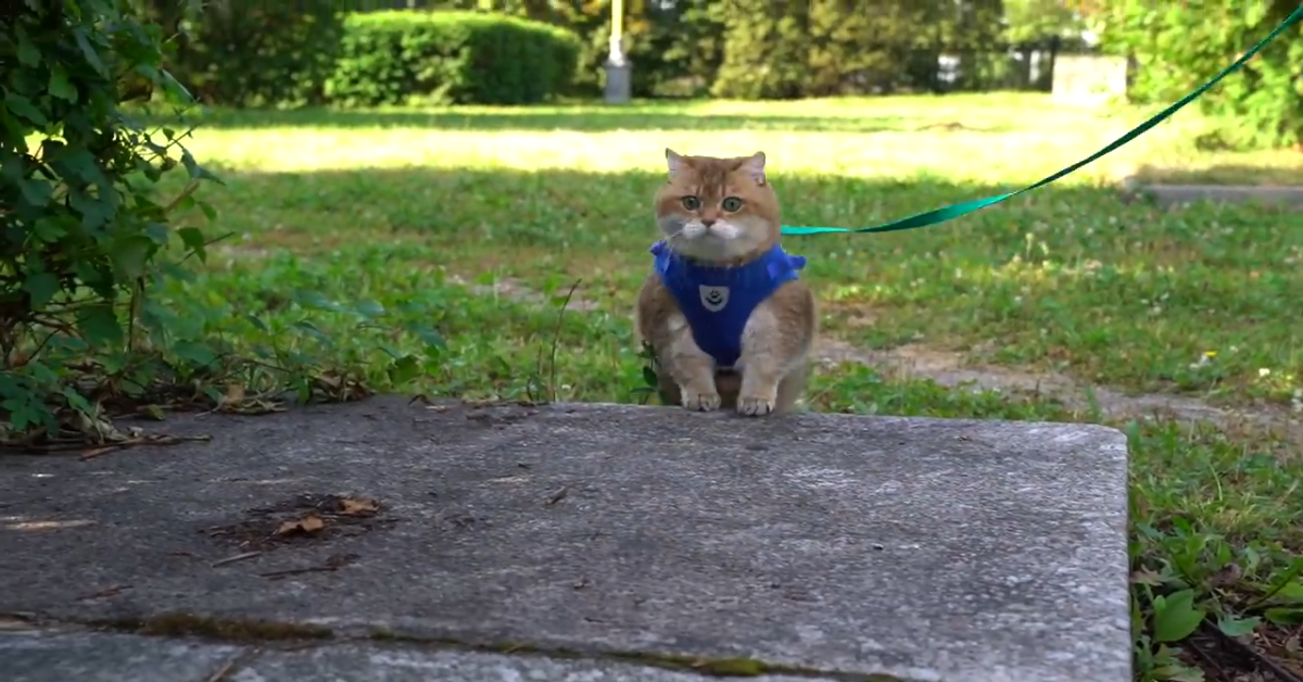 Gatto passeggia al guinzaglio in compagnia del padrone (VIDEO)