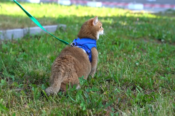 Gatto Passeggia Al Guinzaglio In Compagnia Del Padrone Video Il Mio Gatto E Leggenda