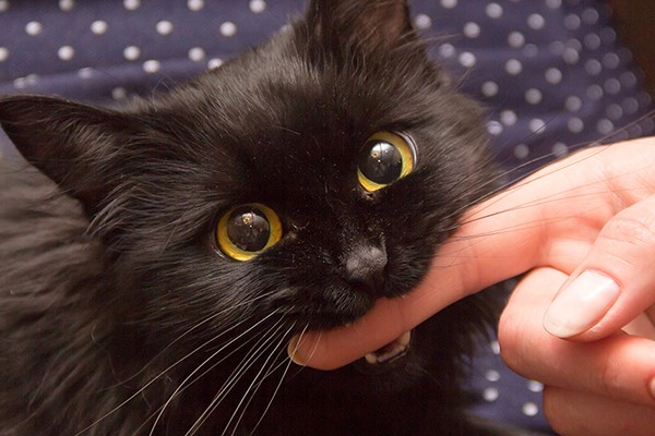 gatto nero che morde il dito