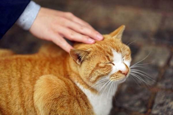 accarezzare il gatto sulla testa