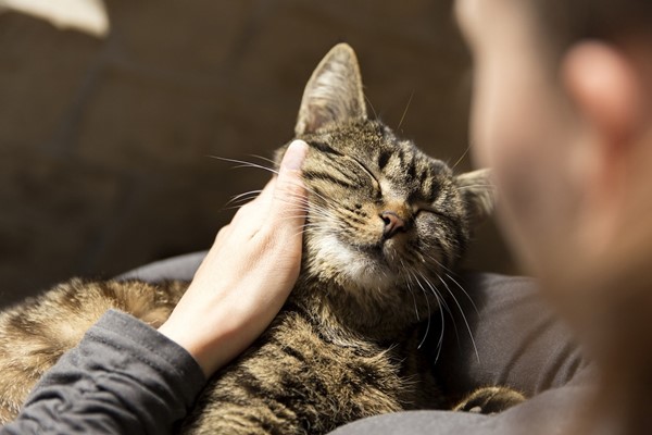 fare le coccole al gatto