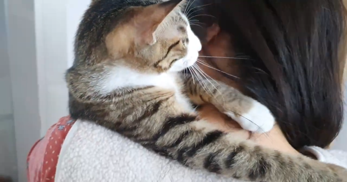Gatto si addormenta quando la padrona lo prende in braccio (VIDEO)