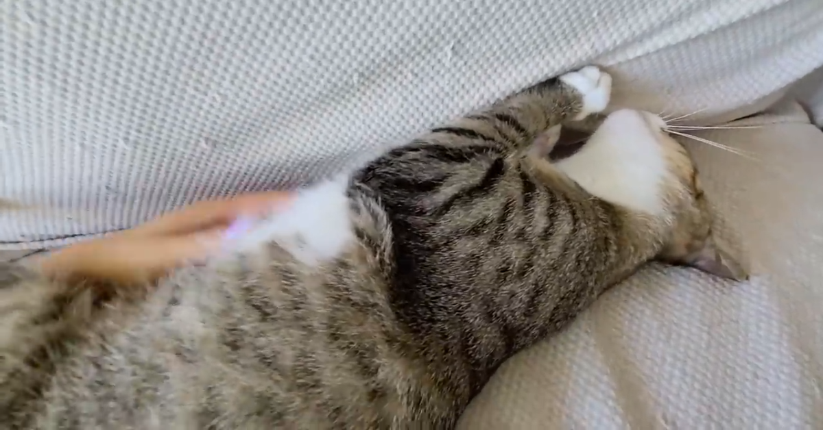 Un dolcissimo gatto si sveglia con la voce della mamma umana (VIDEO)