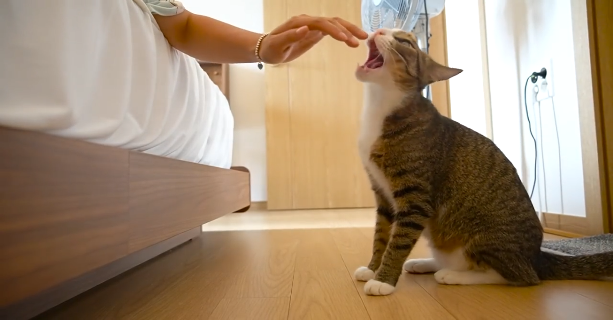 Un gatto si sveglia e vuole le coccole (VIDEO)