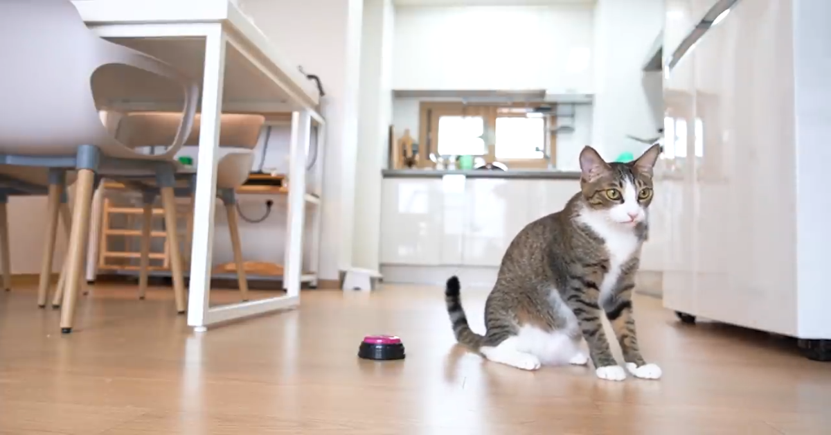 Gatto suona il campanello quando vuole qualcosa (VIDEO)